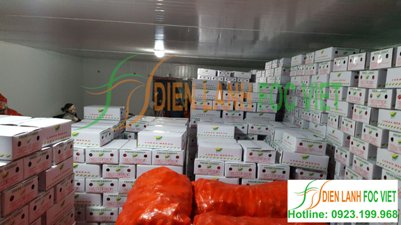 lắp đặt kho lạnh rau quả