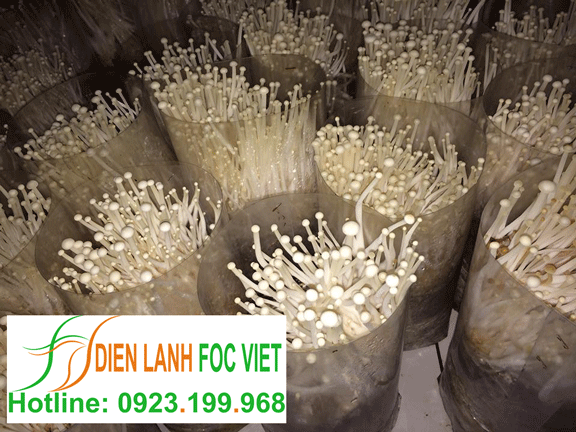 lắp đặt kho lạnh bảo quản nấm