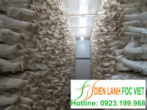Lắp đặt kho lạnh bảo quản nấm Lắp đặt kho lạnh bảo quản nấm
