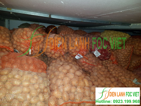 lắp kho lạnh bảo quản khoai giống